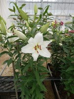 [5554 PO57 Bodyguard No01.JPG]